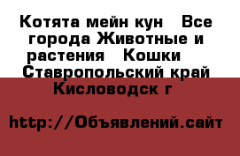 Котята мейн кун - Все города Животные и растения » Кошки   . Ставропольский край,Кисловодск г.